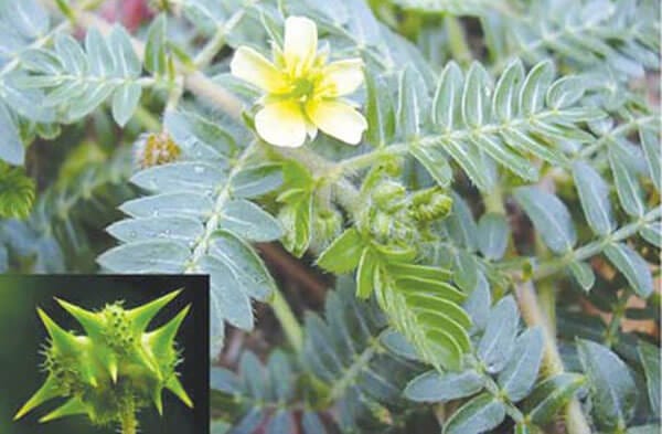 Thành phần của viên uống TetosMax