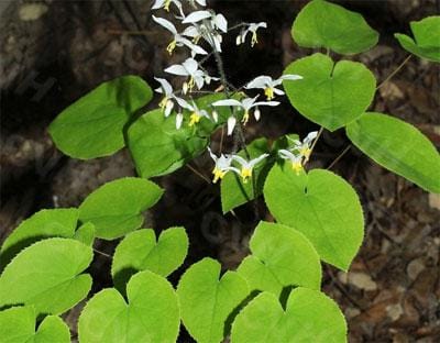 thành phần horny goat weed