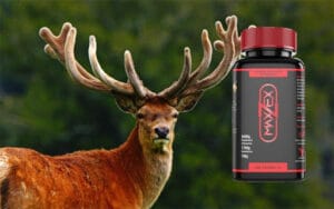 nhung hươu - thành phần maxzex